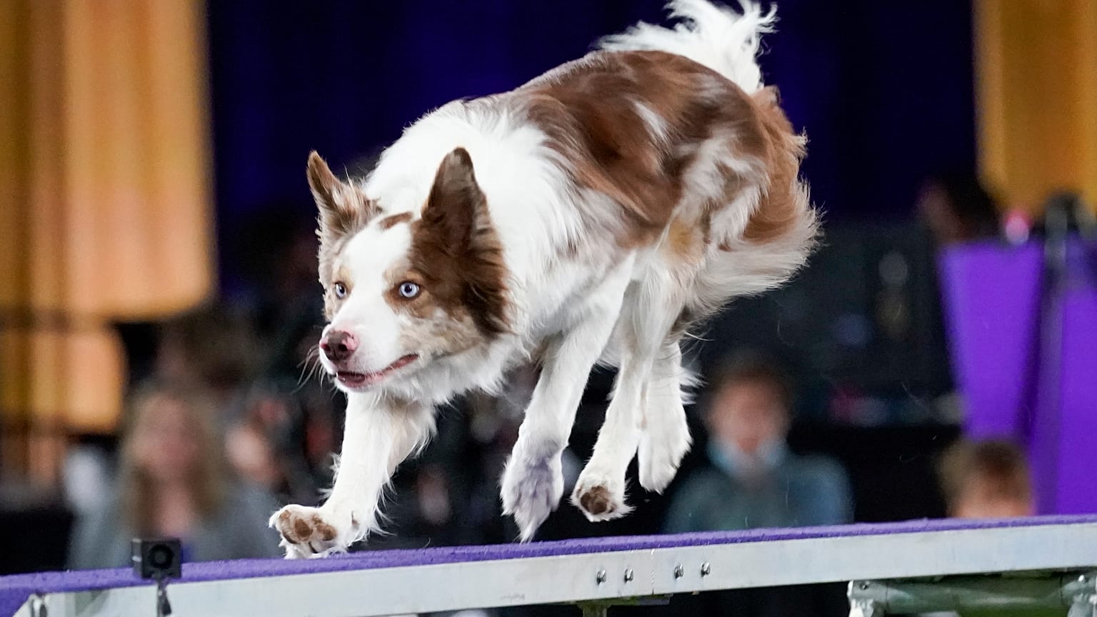 Bir yarışmaya katılan border collie cinsi köpek (arşiv)