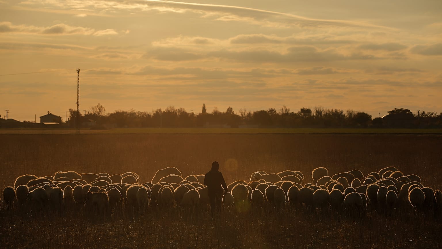 Tuz Gölü yakınlarında küçükbaş hayvanlarını otlatan bir çoban