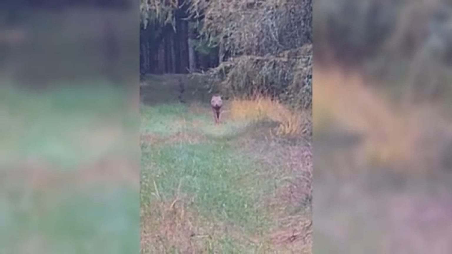 Farkas a Holstebro városához közeli erdőben, Dániában