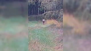 Farkas a Holstebro városához közeli erdőben, Dániában