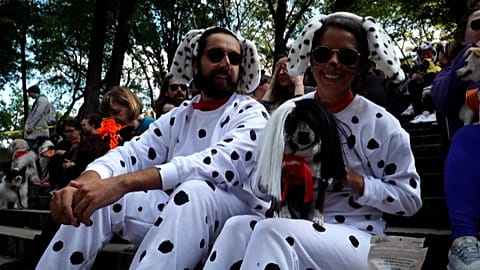 Les meilleurs déguisements canins à Brooklyn