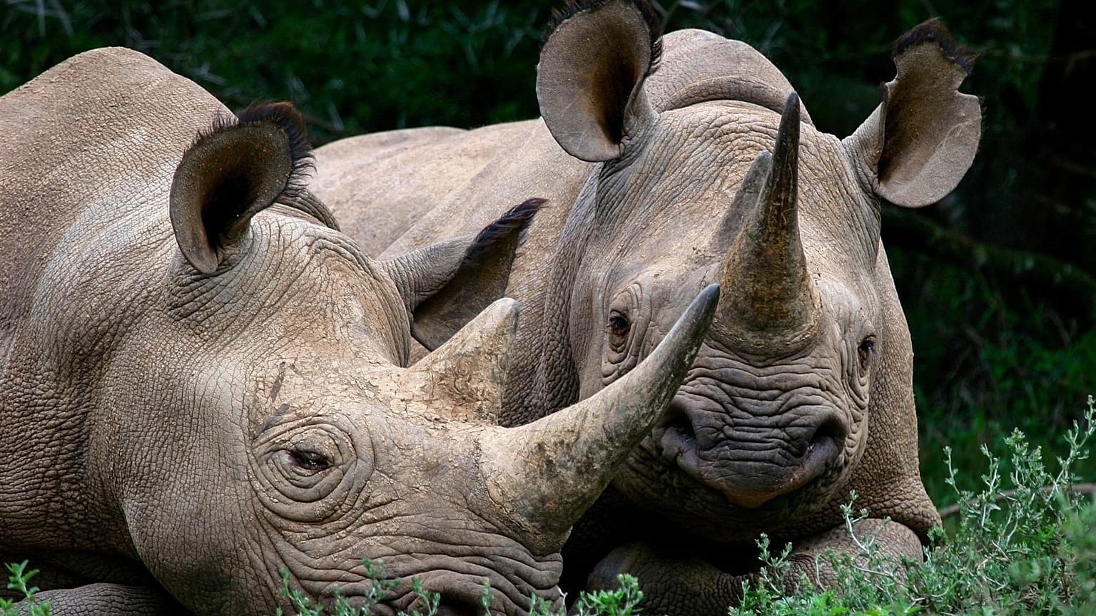 The population of wild rhinos has decreased dramatically in South Africa