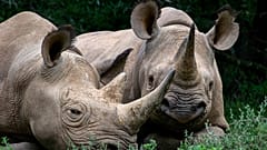 The population of wild rhinos has decreased dramatically in South Africa