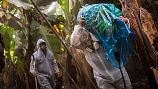 Antonio Alvarez carries a bunch of bananas in a banana plantation on the Canary island of La Palma, Spain, Sunday, Oct. 31, 2021.
