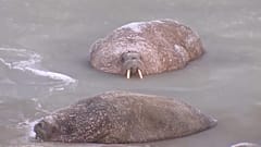 Моржи на Моржовом мысе