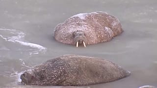 Моржи на Моржовом мысе