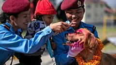 Nepalese police officers and a child worship a police dog during Tihar festival celebrations. 
