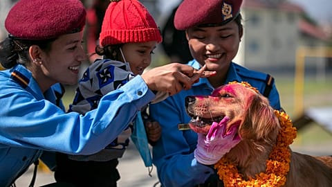 Nepalese police officers and a child worship a police dog during Tihar festival celebrations. 