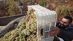 Vineyard workers harvest Mazrona grapes, a local variety, for winemaking in Midyat, southeastern Turkey.