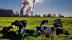 Des vaches près d'une centrale à charbon, à Niederaussem, Allemagne, le 24 octobre 2021