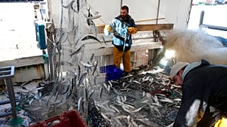 Licences de pêche : les ports français souffrent et espèrent une solution rapide
