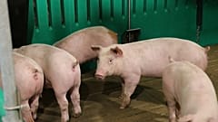 Schweineland Spanien: Wenn Tierhaltung zum Problem wird