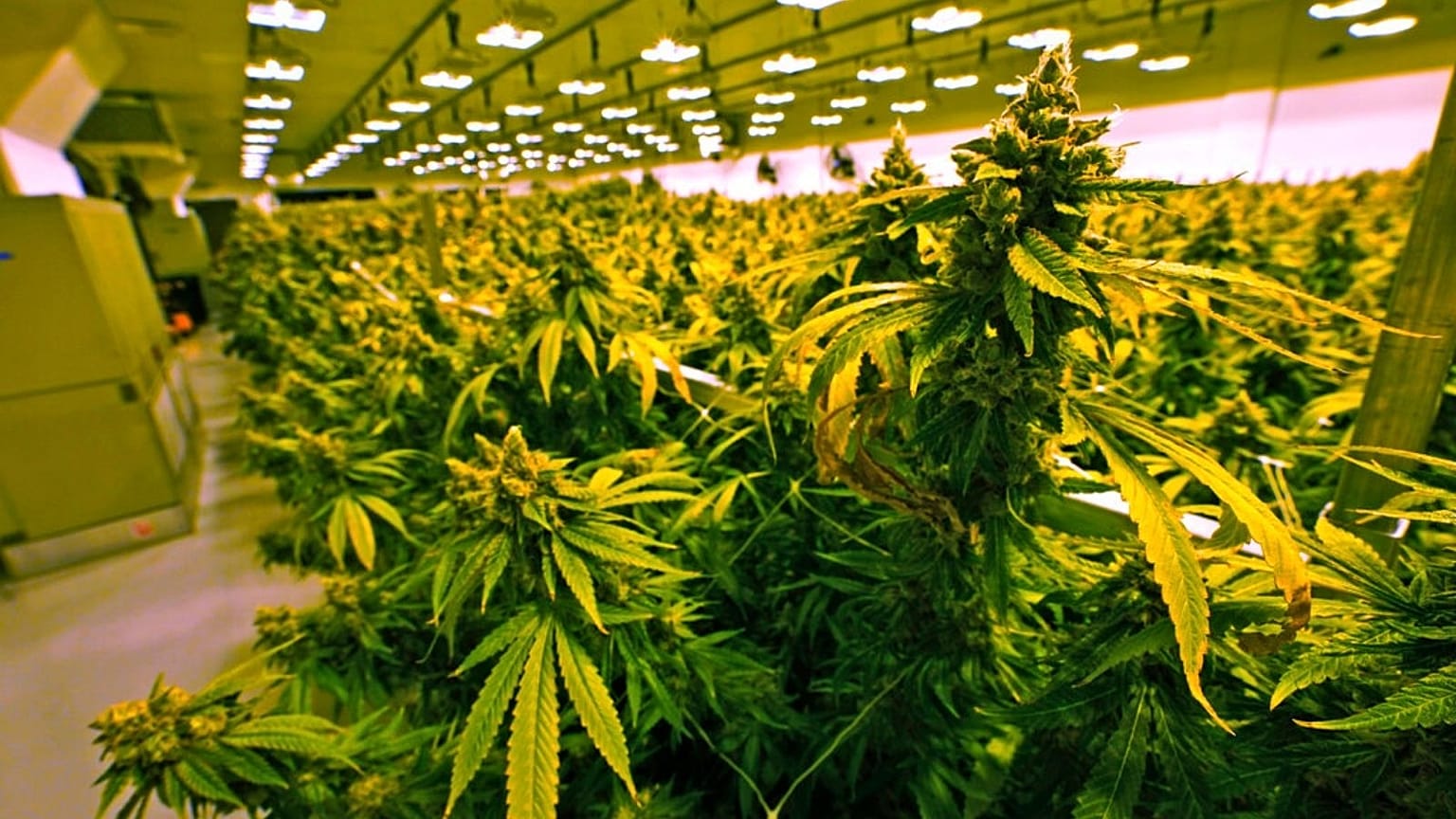 Marijuana Legalization Virginia
