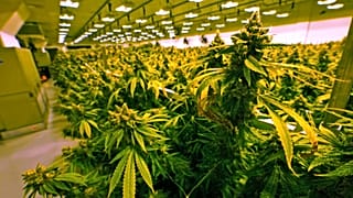 Marijuana Legalization Virginia