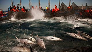 Atlantic bluefin tuna are corralled by fishing nets during the opening of the season for tuna fishing off the coast of Barbate in Cadiz province, southern Spain