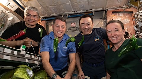 Astronauts in the International Space Station pose with the peppers.
