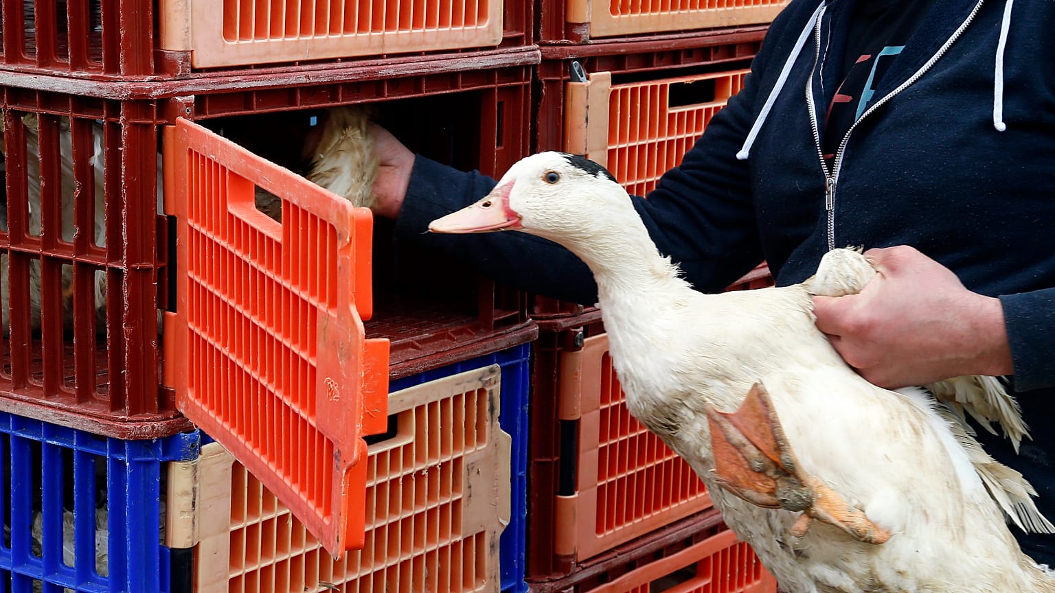 Duck breeders load ducks into a truck in Saint Aubin, southwestern France.