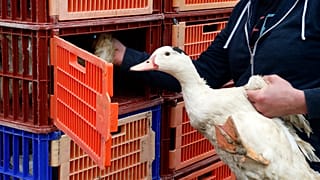 Duck breeders load ducks into a truck in Saint Aubin, southwestern France.