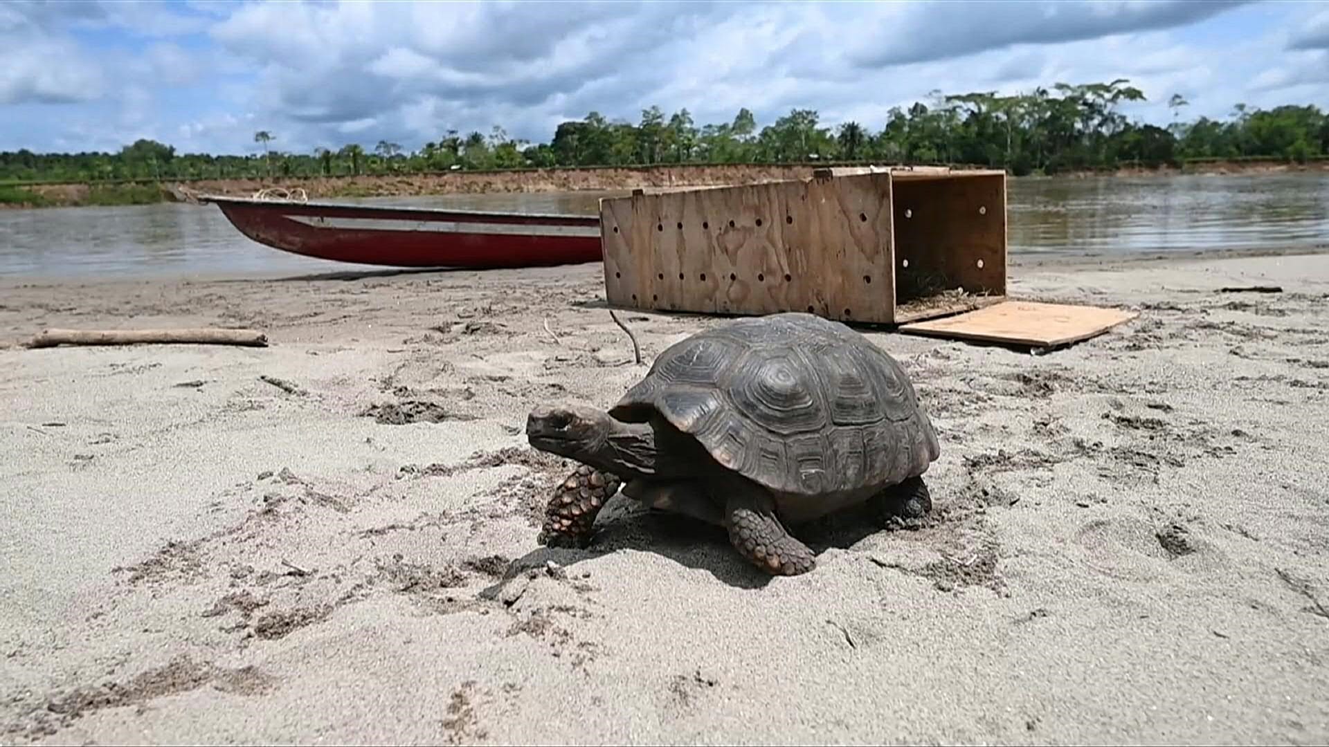 Video. 40 turtles are released into the nature to celebrate anti ...
