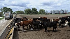 Rinder im argentinischen Pipinas an einem Futtertrog