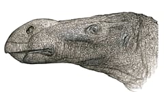 Artist's impression of the Brighstoneus simmondsi