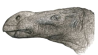 Artist's impression of the Brighstoneus simmondsi