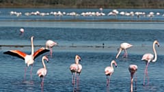 Archive - Des flamants roses en Camargue, le 24 octobre 2005.