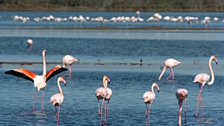 Archive - Des flamants roses en Camargue, le 24 octobre 2005.