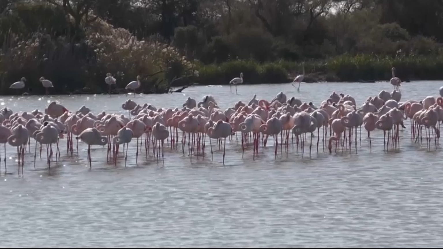 Flamencos en la Camarga francesa