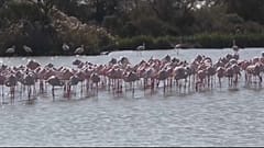 Klimawandel - die Camargue und ihre wenig rosige Zukunft