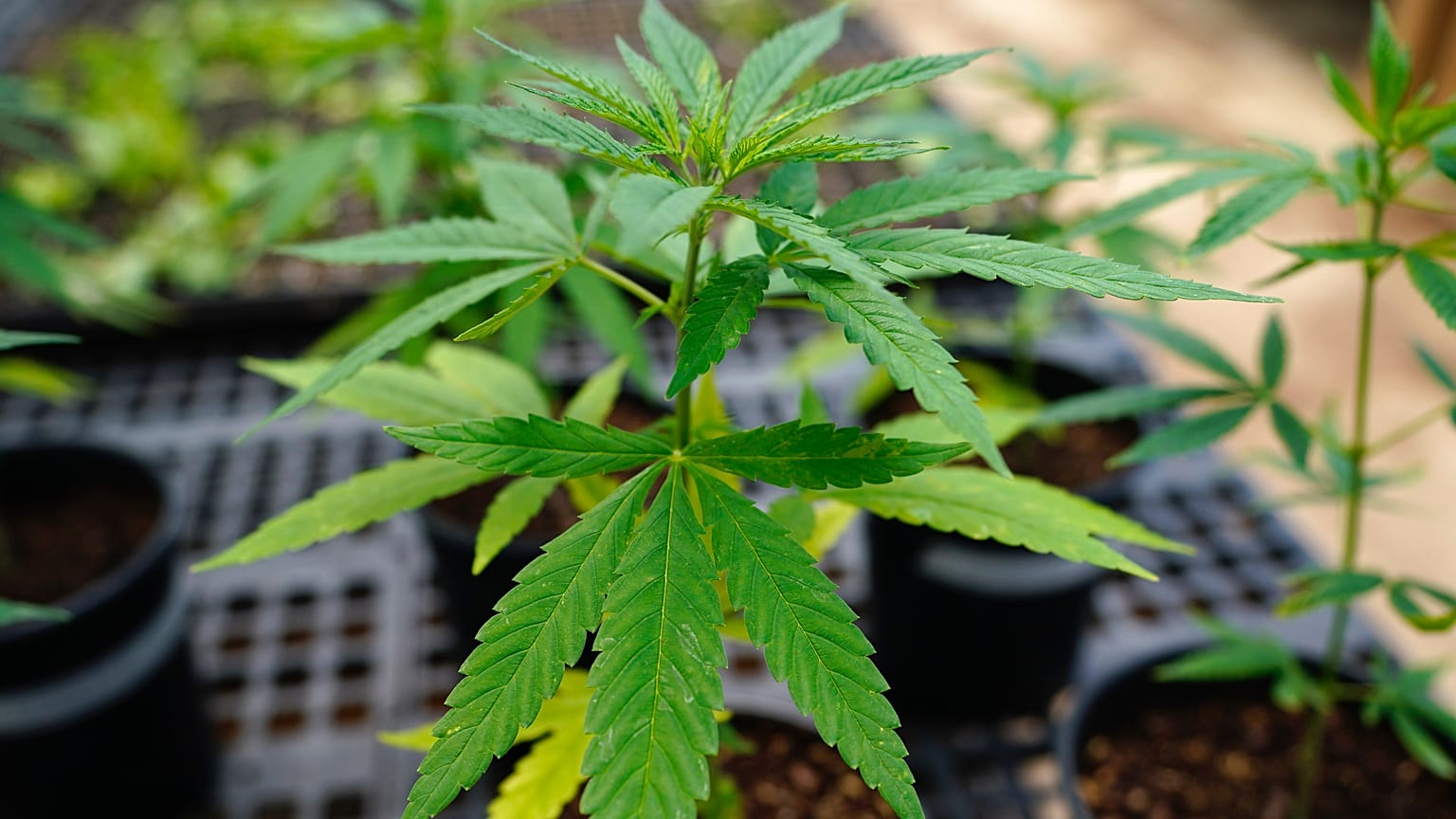 More and more UK farmers are interested in the economic and environmental benefits of hemp farming.