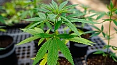 More and more UK farmers are interested in the economic and environmental benefits of hemp farming.