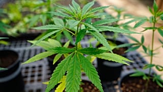 More and more UK farmers are interested in the economic and environmental benefits of hemp farming.