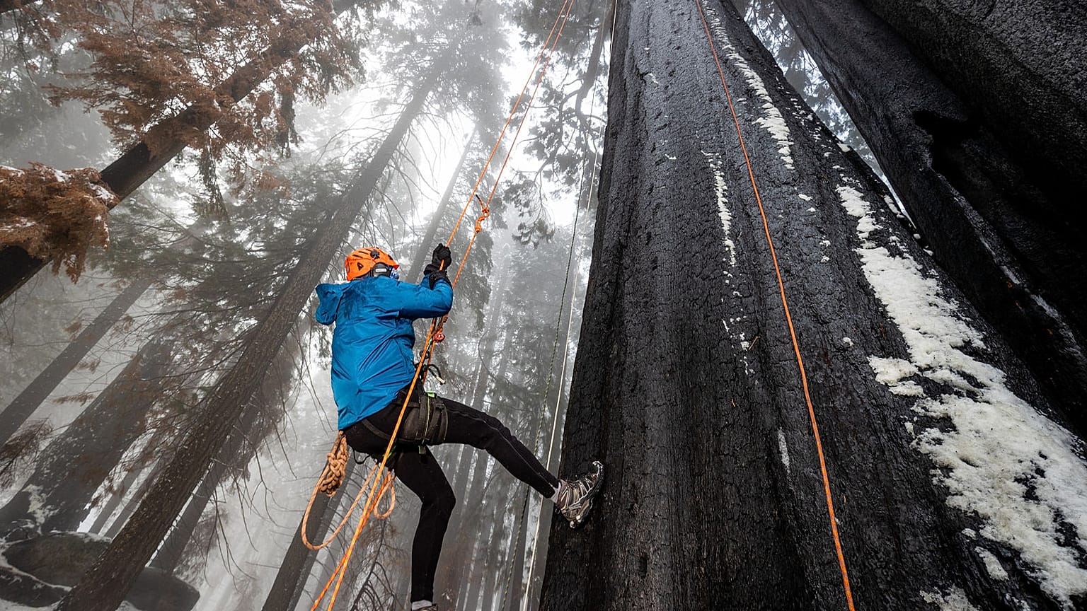In order to get samples for the cloning process, the team needs to climb to the top of the giant sequoias.  