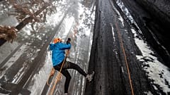 In order to get samples for the cloning process, the team needs to climb to the top of the giant sequoias.  