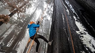 In order to get samples for the cloning process, the team needs to climb to the top of the giant sequoias.