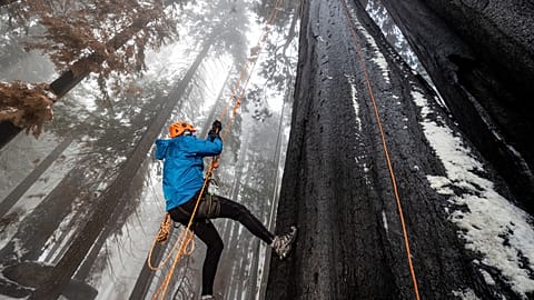 In order to get samples for the cloning process, the team needs to climb to the top of the giant sequoias.  