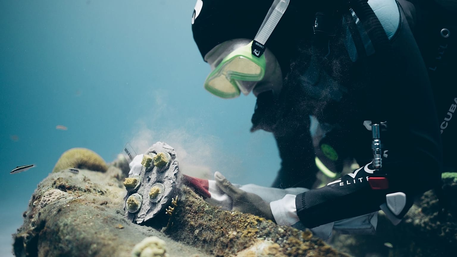 Based in the Bahamas, Coral Vita is growing coral on land.