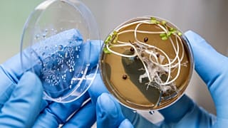 Investigadores do LaBMI desenvolvem vacina comestível contra covid-19