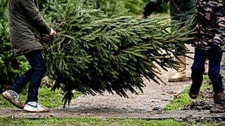 Weihnachtsbaum