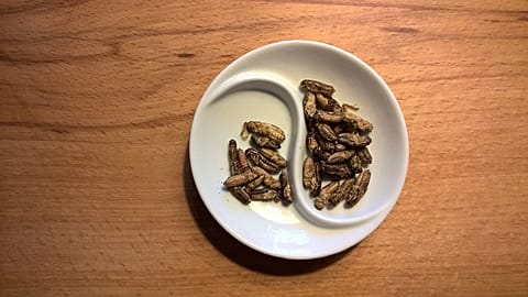 أكل الحشرات، المعروف باسم " انتوموفاجي Entomophagy"، ممارسة يتبعها أكثر من ملياري شخص حول العالم