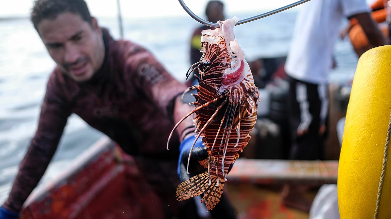 Pescador muestra un pez león capturado durante el campeonato nacional de pesca submarina en la playa de Los Caracolitos, en Higuerote, al sureste de Caracas, el 2 de octubre.