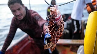 Pescador muestra un pez león capturado durante el campeonato nacional de pesca submarina en la playa de Los Caracolitos, en Higuerote, al sureste de Caracas, el 2 de octubre.