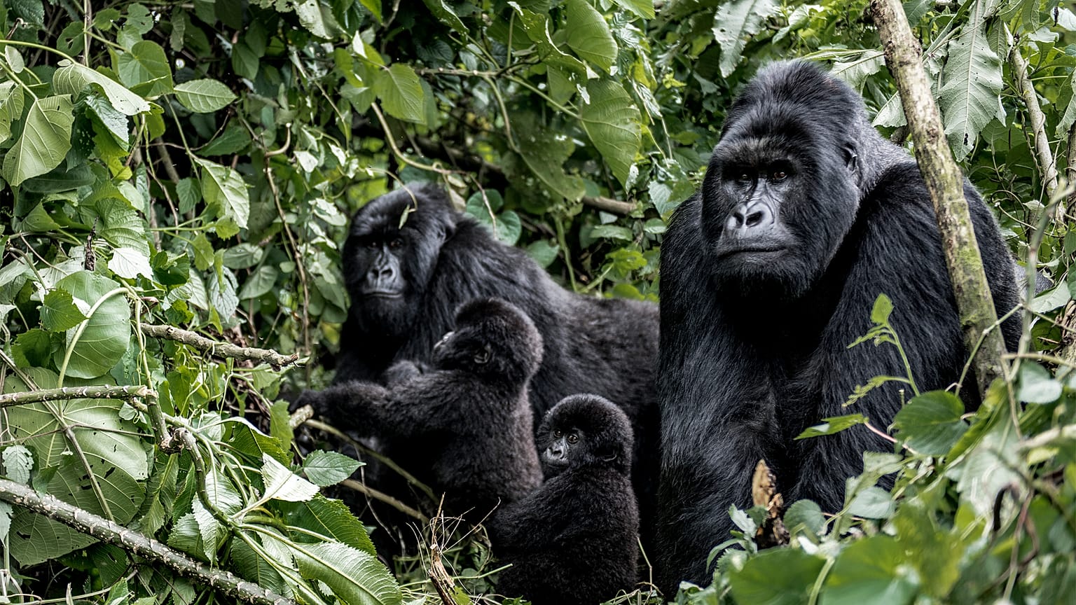 Family of mountain gorillas, baby, mother and father, in Virunga National Park, DRC, Africa