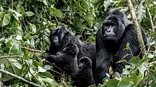 Famille de gorilles moutanis, bébé, mère et père, dans le parc national des virunga, RDC, Afrique