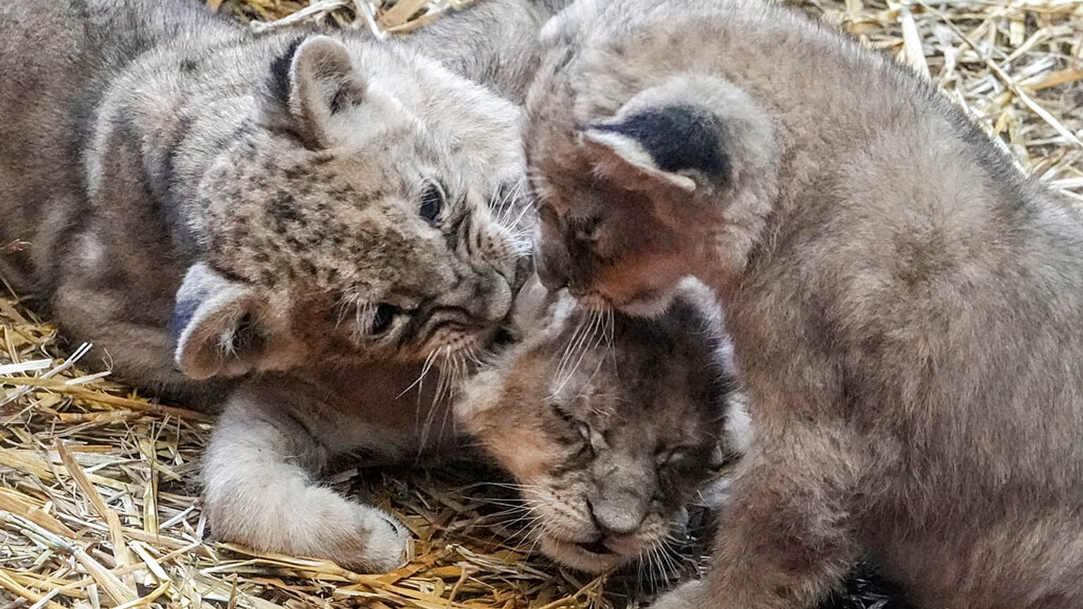 Jardim Zoológico de Gelsenkirchen, Alemanha