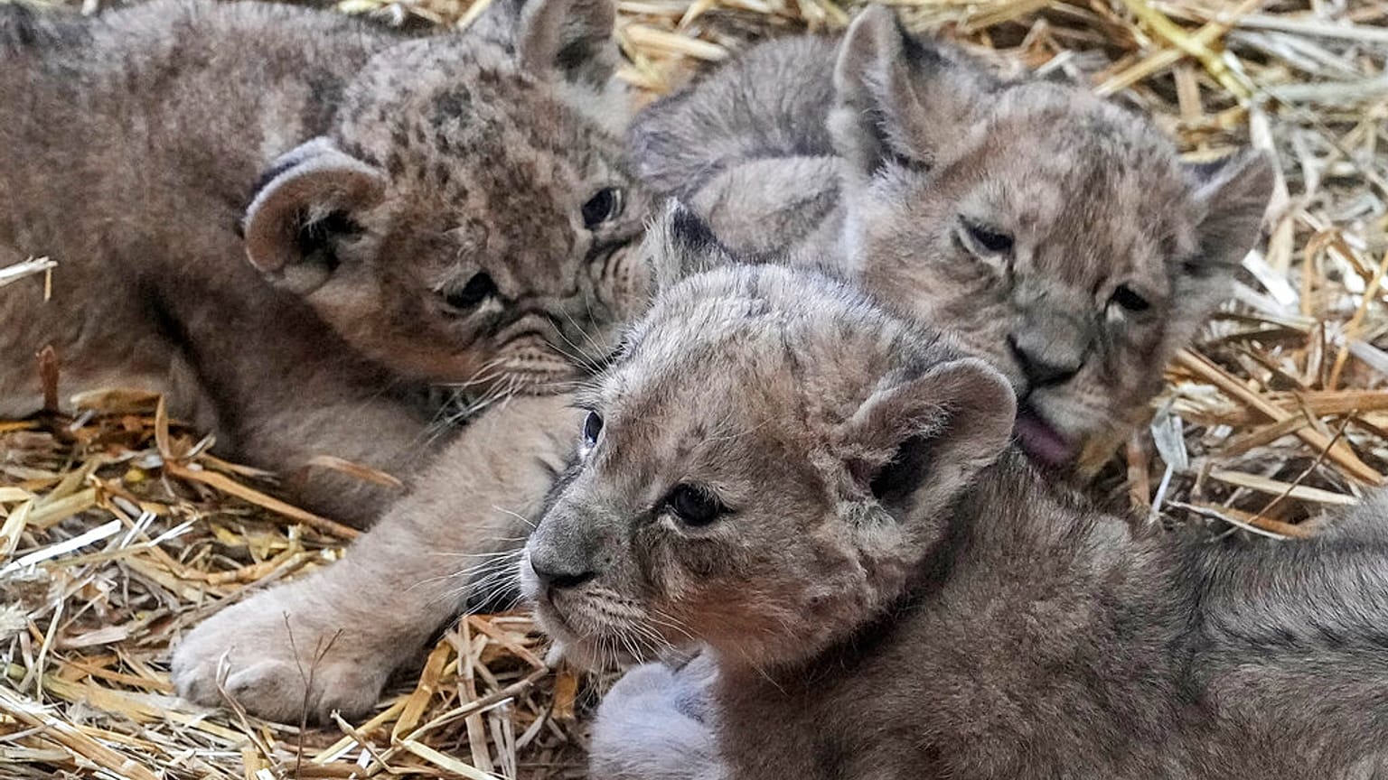 Die Löwenbabys im Zoo von Gelsenkirchen waren an diesem Montag zum ersten Mal für Besucher zu sehen.