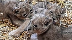 Die Löwenbabys im Zoo von Gelsenkirchen waren an diesem Montag zum ersten Mal für Besucher zu sehen.