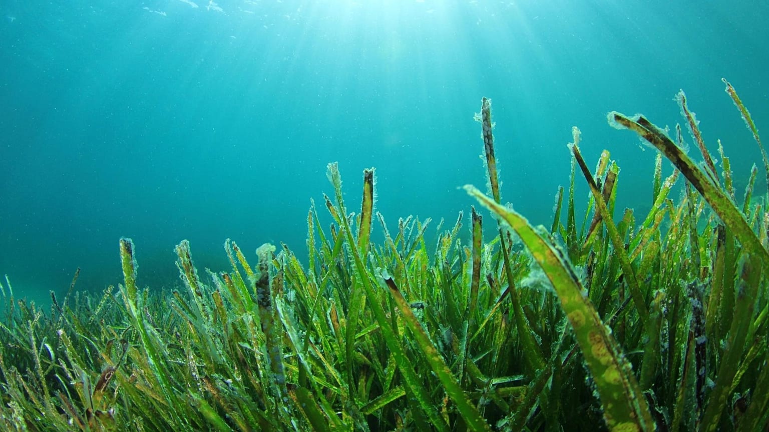 Seaweed could provide the answer to future food shortages