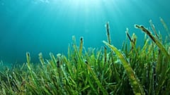Seaweed could provide the answer to future food shortages